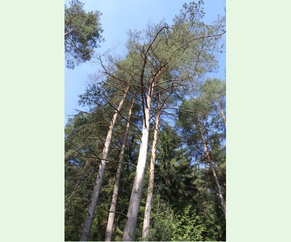 Lykožrút severský