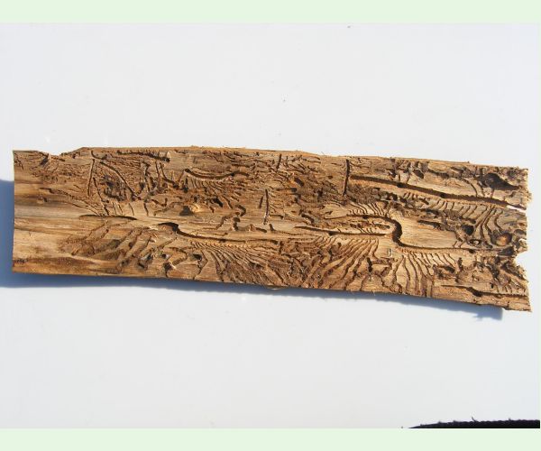 Lykožrút severský