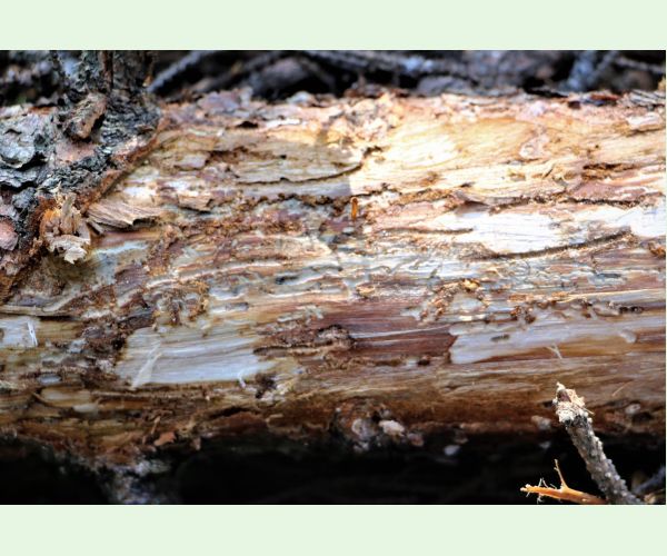 Lykožrút severský