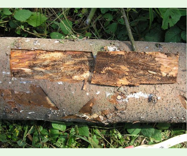 Lykožrút severský