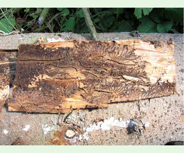 Lykožrút severský