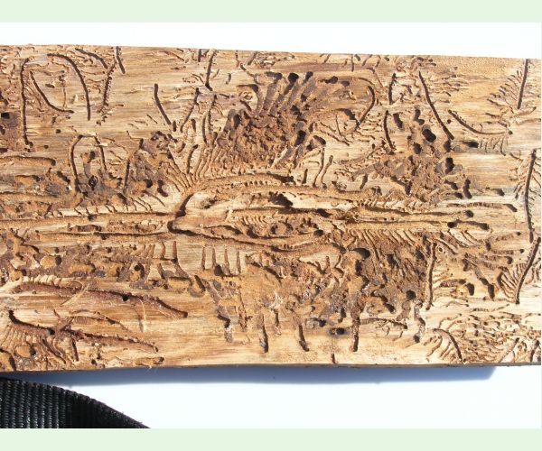 Lykožrút severský