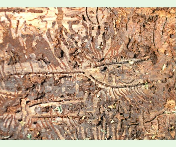 Lykožrút severský