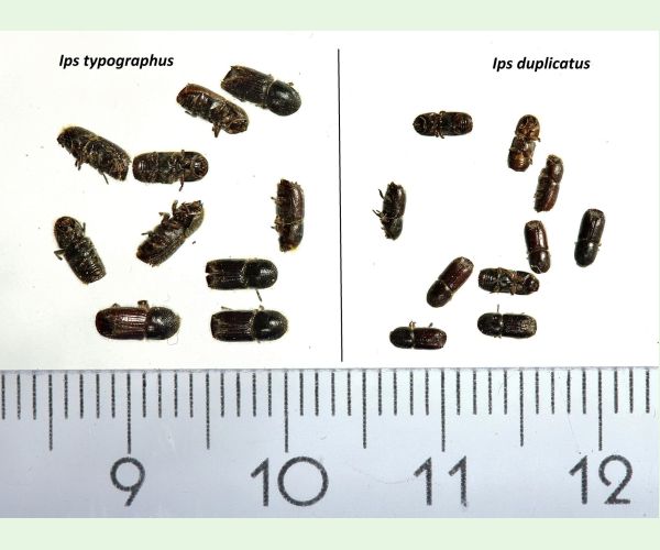 Lykožrút severský