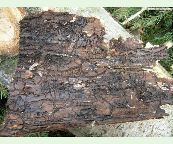 Lykožrút severský