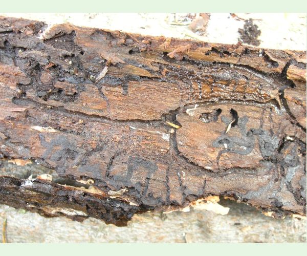 Lykožrút severský