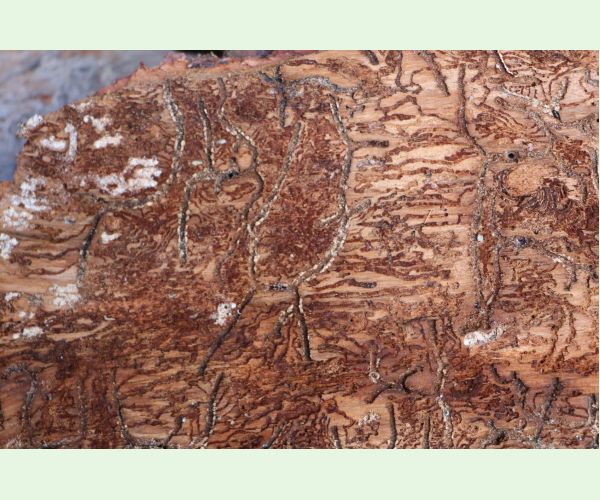 Lykožrút jedľový