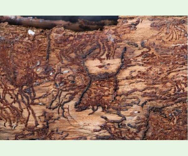 Lykožrút jedľový