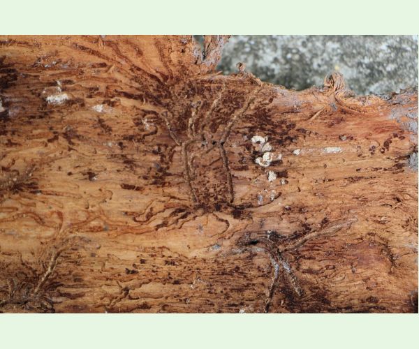 Lykožrút jedľový