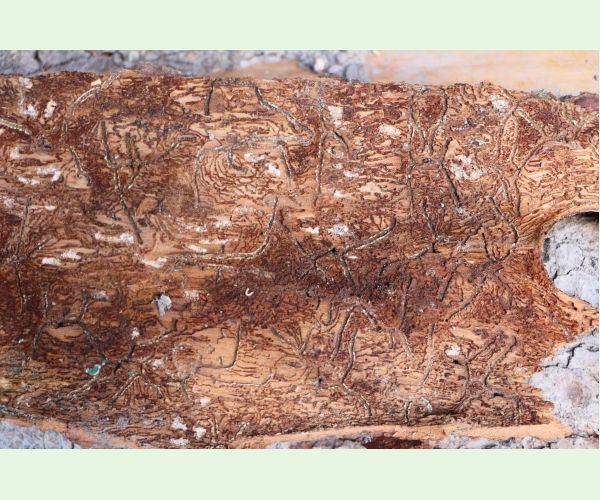 Lykožrút jedľový