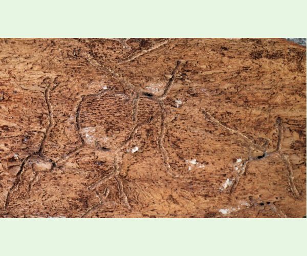 Lykožrút jedľový