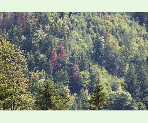 Lykožrút jedľový