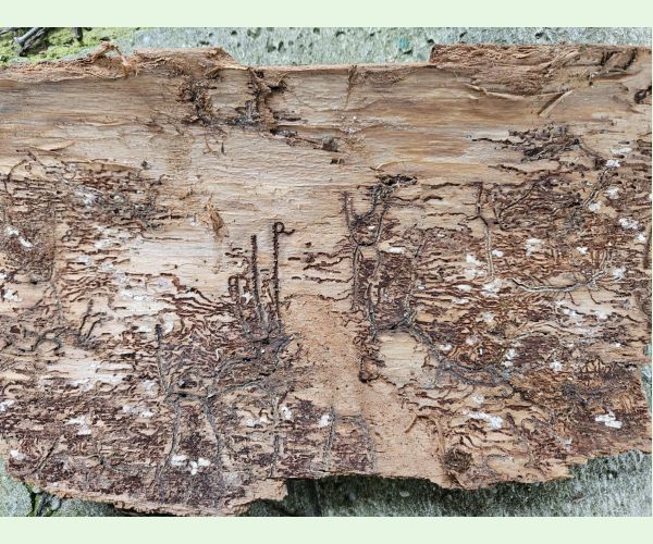 Lykožrút jedľový