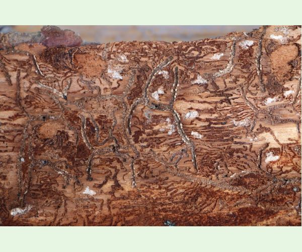 Lykožrút jedľový