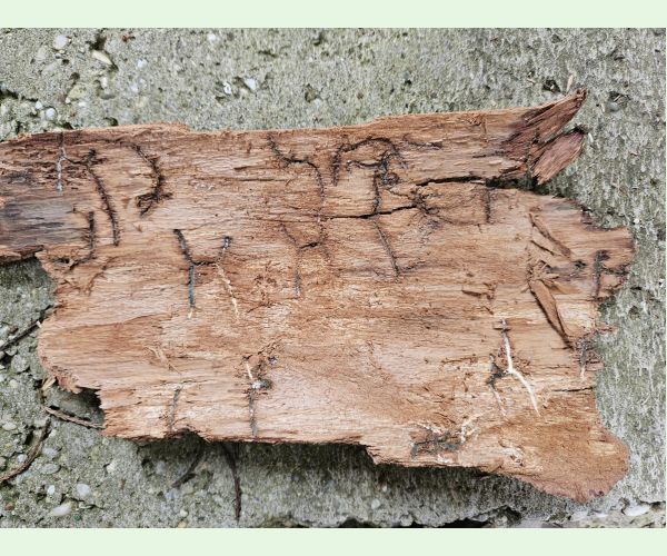 Lykožrút jedľový