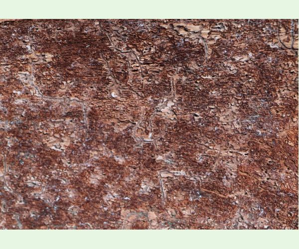 Lykožrút jedľový