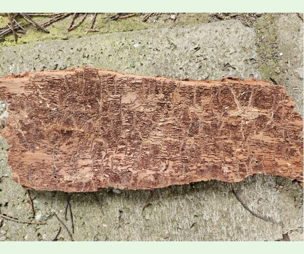 Lykožrút jedľový