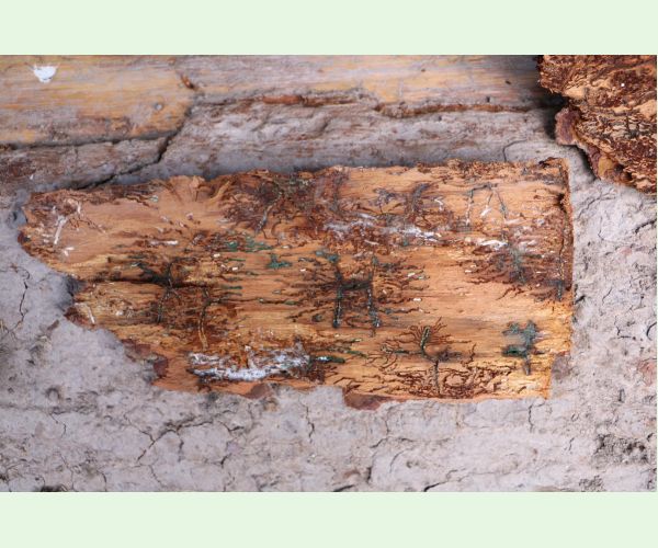 Lykožrút jedľový