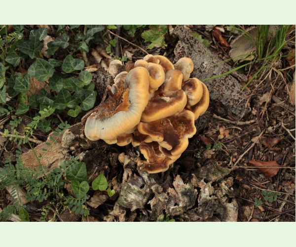 Vejárovec obrovský