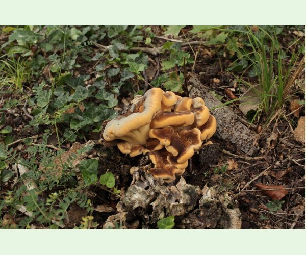 Vejárovec obrovský