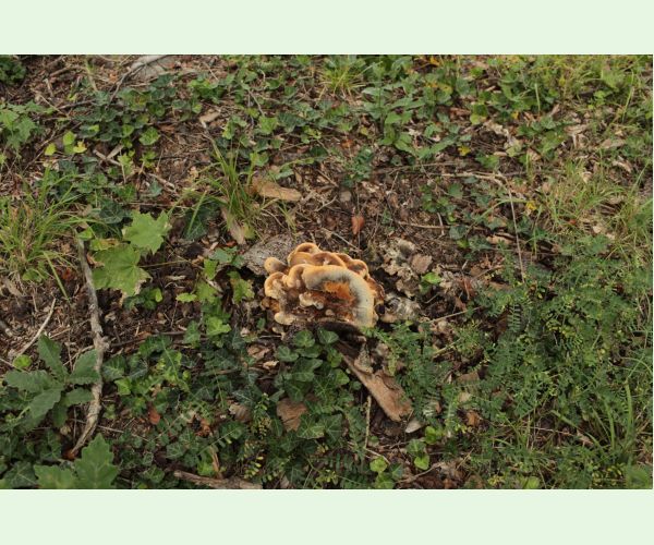 Vejárovec obrovský