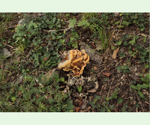 Vejárovec obrovský