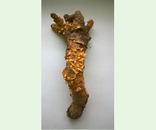 Hrdza Cronartium flaccidum