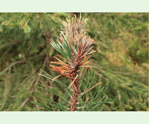 Byľomor borovicový