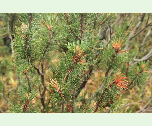 Byľomor borovicový