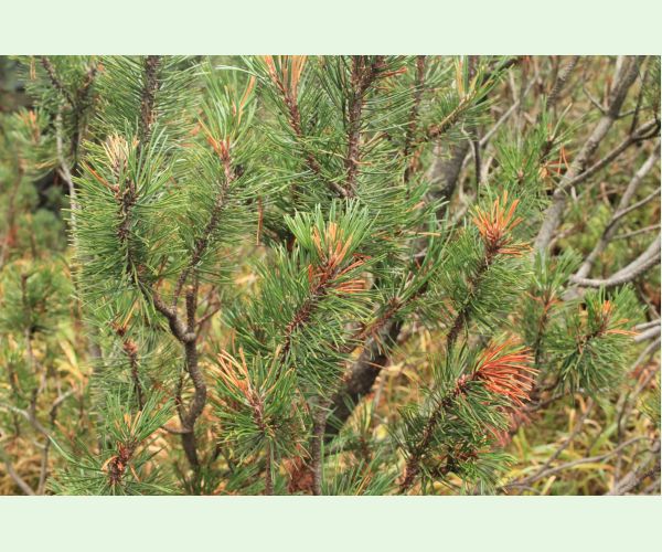 Byľomor borovicový