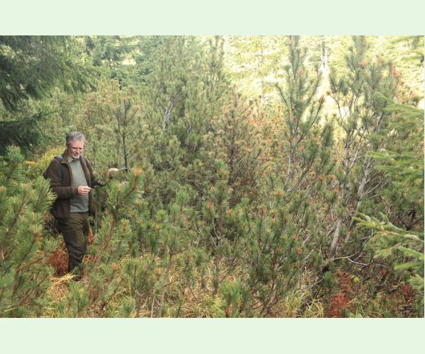 Byľomor borovicový