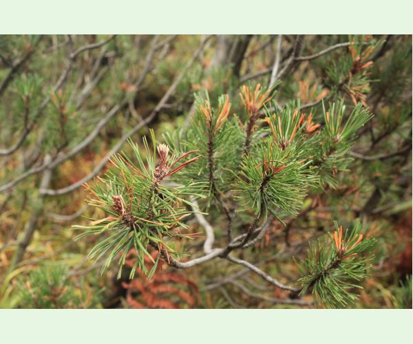 Byľomor borovicový