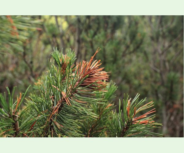 Byľomor borovicový