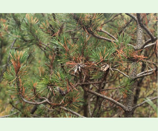 Byľomor borovicový