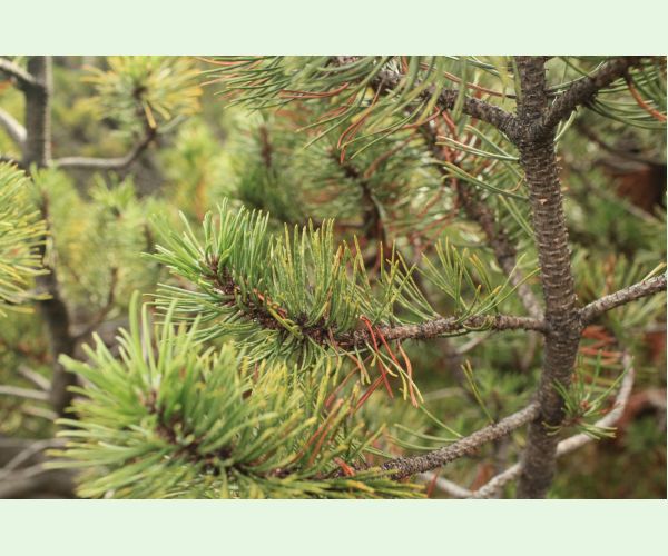 Byľomor borovicový