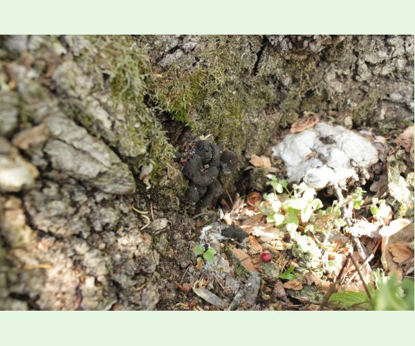 Drevnatec kyjakovitý