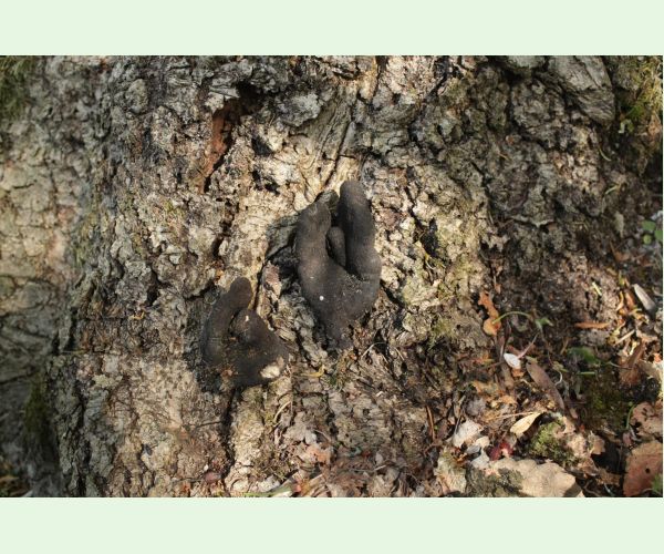 Drevnatec kyjakovitý