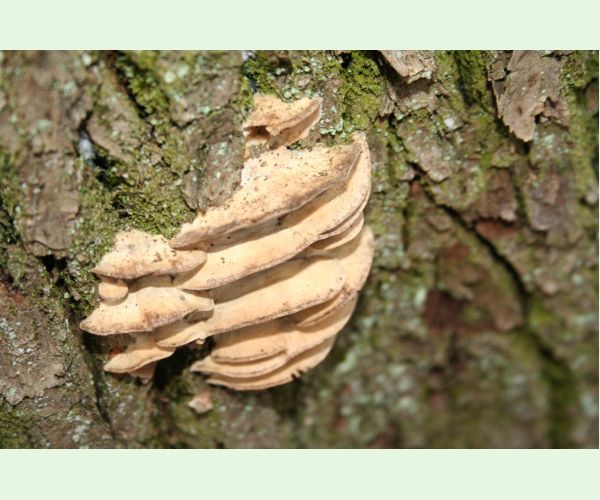 Sivopórovka zadymená