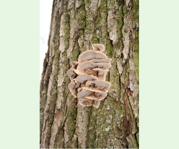 Sivopórovka zadymená