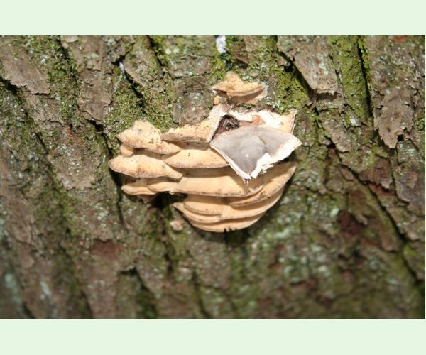 Sivopórovka zadymená