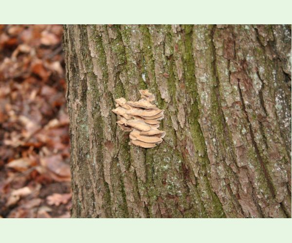 Sivopórovka zadymená