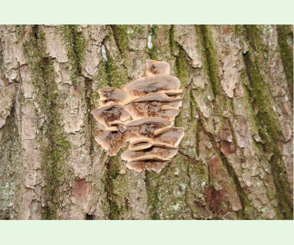 Sivopórovka zadymená