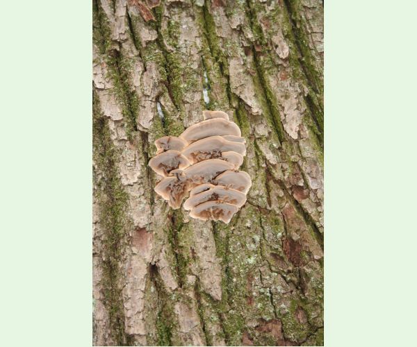 Sivopórovka zadymená