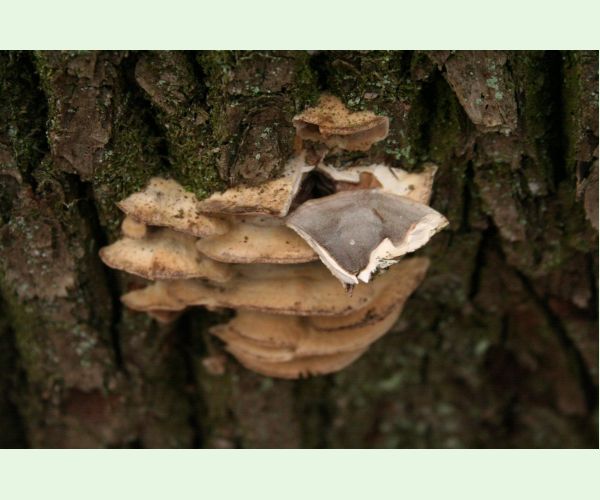 Sivopórovka zadymená