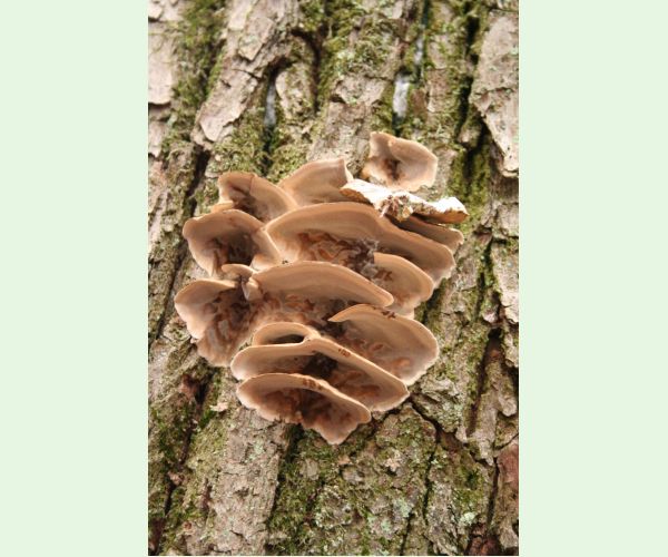 Sivopórovka zadymená