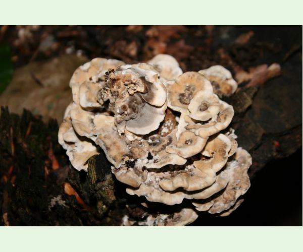 Sivopórovka zadymená