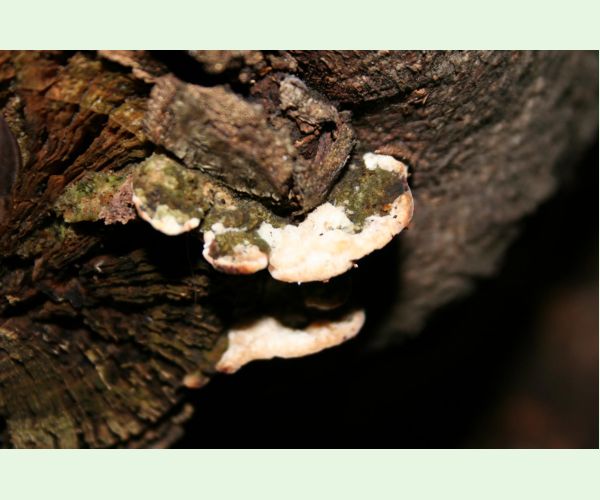 Sivopórovka zadymená