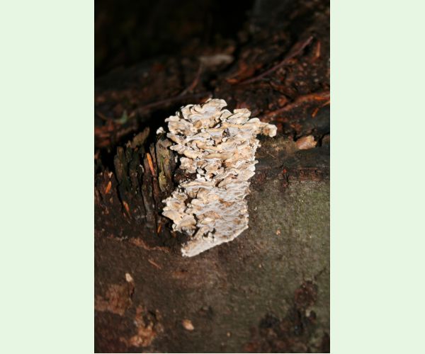 Sivopórovka zadymená