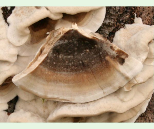 Sivopórovka zadymená