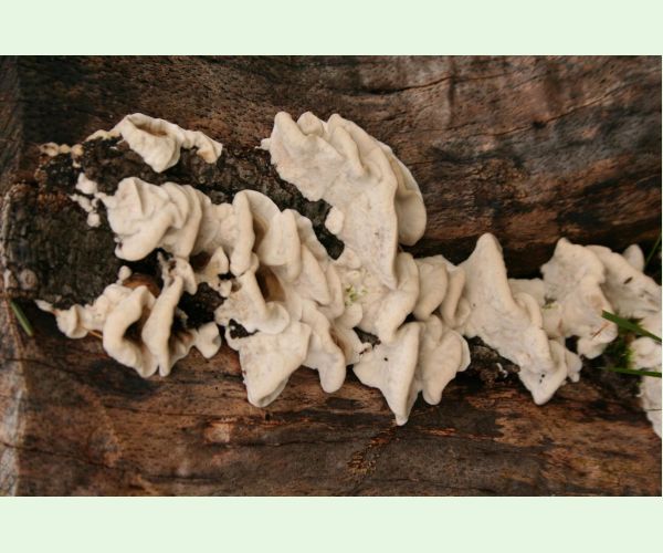 Sivopórovka zadymená